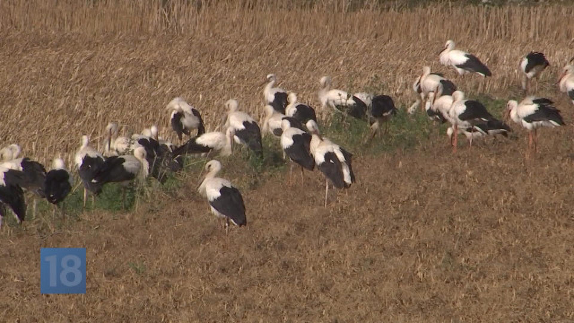 Vous avez aperçu des cigognes ? Elles sont en avance cette année ! 