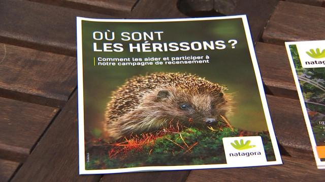Les hérissons en déclin en Wallonie? 