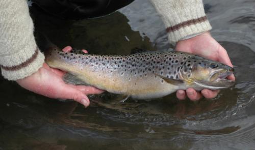 Pas d'ouverture de la pêche ce 21 mars 