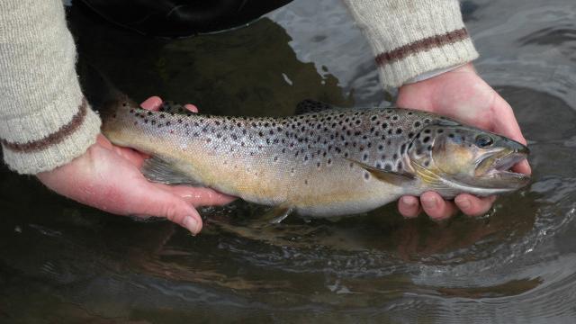 Pas d'ouverture de la pêche ce 21 mars 