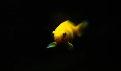 L'origine du poisson d'avril !
