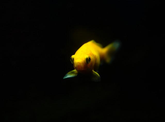 L'origine du poisson d'avril !