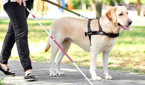 « Tutos des Toutous » : l’ASBL Entrevues continue de former ses chiens guides