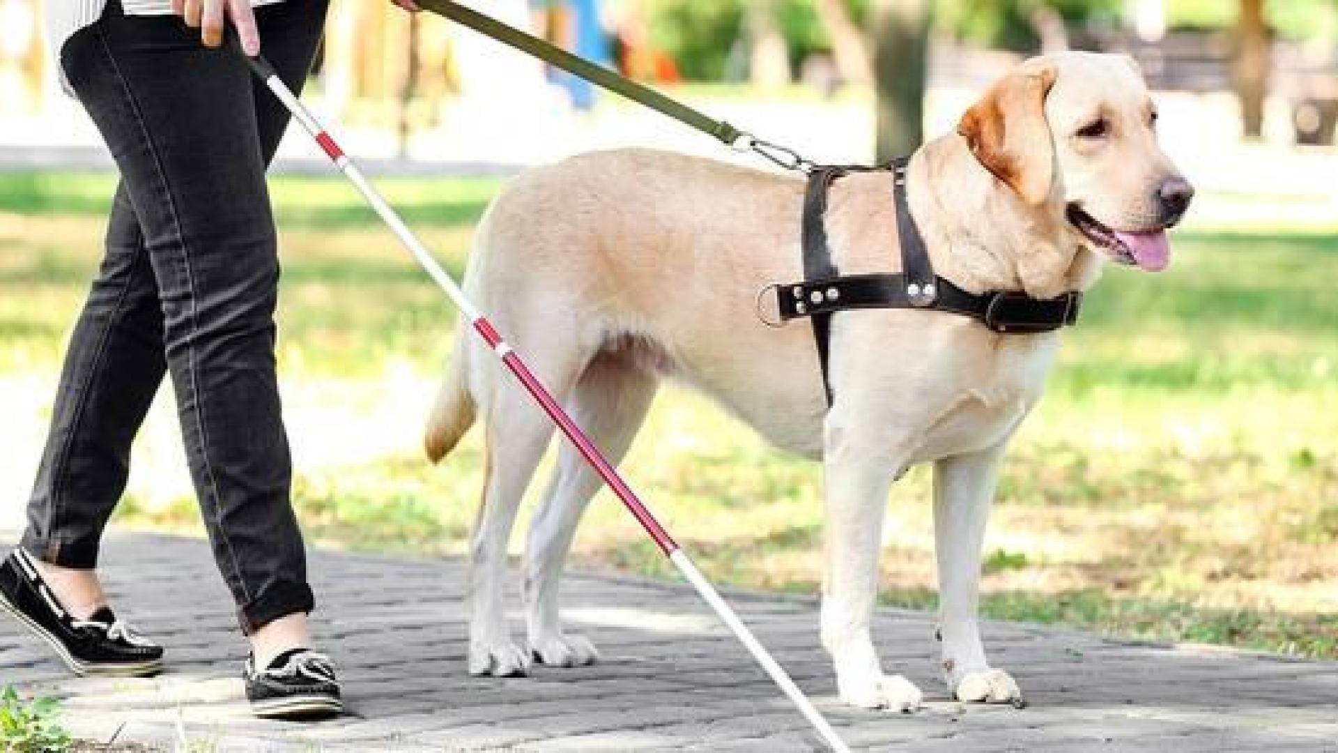 « Tutos des Toutous » : l’ASBL Entrevues continue de former ses chiens guides