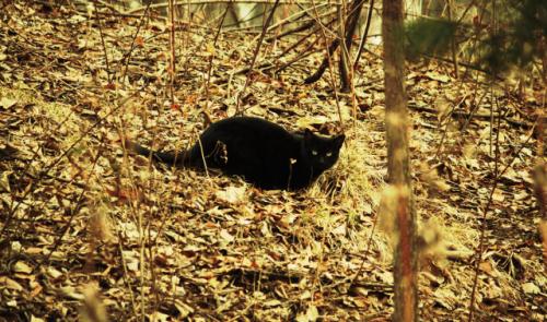 Une campagne de stérilisation pour les chats errants d'Awans