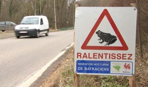 Un barrage à batraciens dans le parc naturel Burdinale-Mehaigne