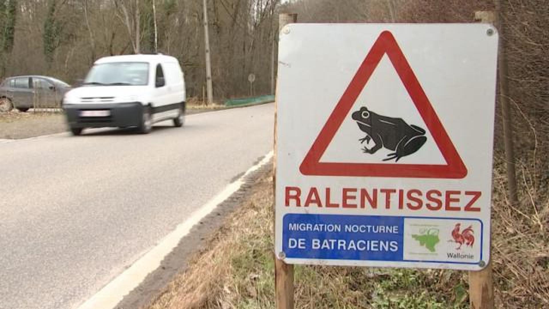 Un barrage à batraciens dans le parc naturel Burdinale-Mehaigne