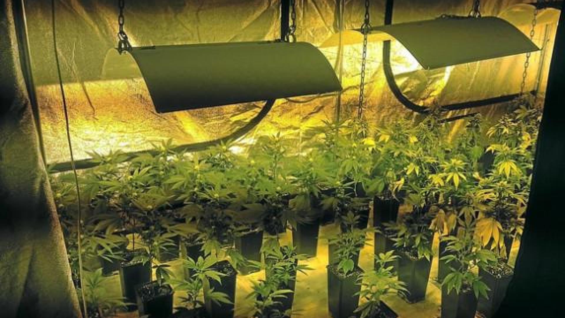 Flémalle : des centaines de plants de cannabis découverts 