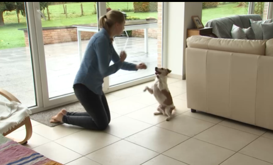 Trucs de Wouf: Fatiguer son chien rapidement