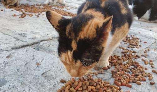 Des brocantes pour soigner des animaux au Maghreb
