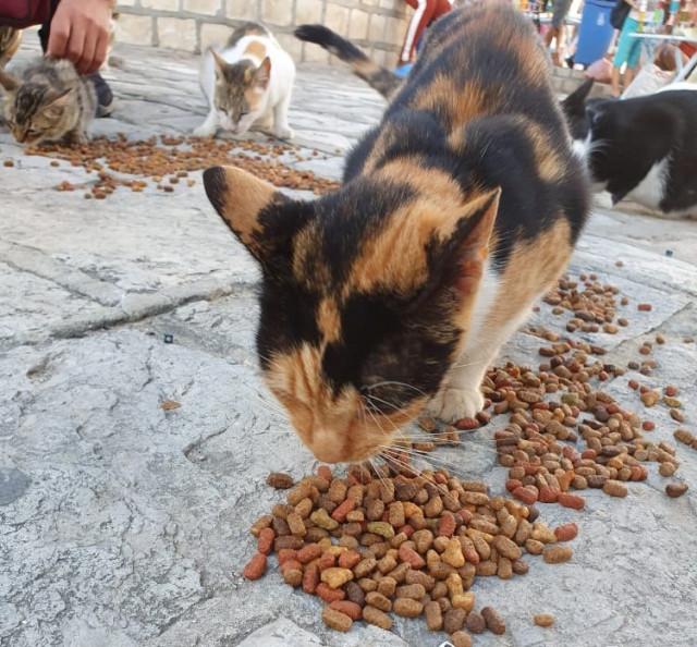 Des brocantes pour soigner des animaux au Maghreb