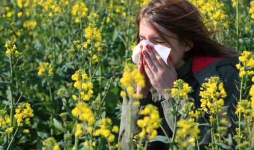 Début de la saison des pollens des graminées : un Belge sur six concerné 