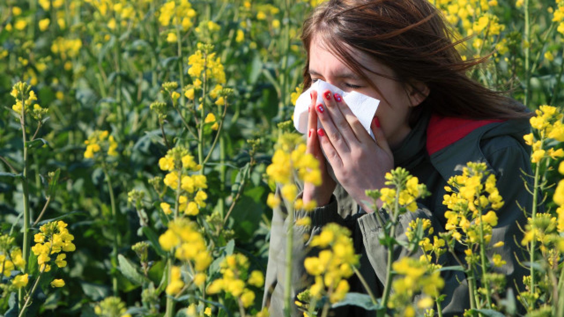 Début de la saison des pollens des graminées : un Belge sur six concerné 
