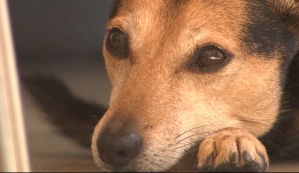 Trucs de Wouf : l'interaction avec un chien craintif.