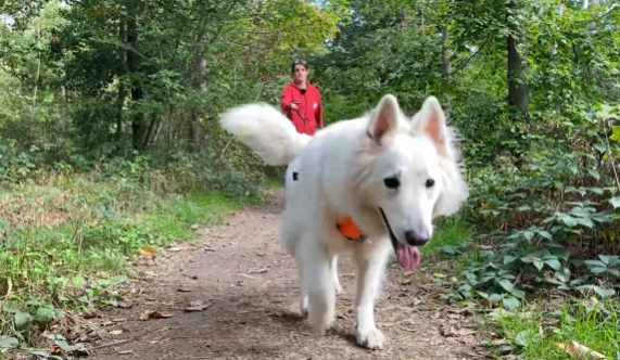 Trucs de Wouf: le mantrailing