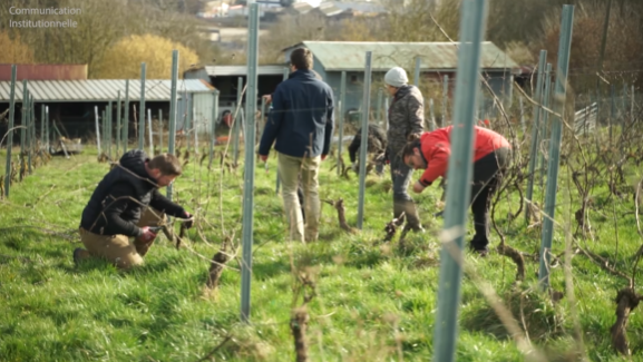 Rat des villes, rat des champs: Le vin et la Province, une vieille histoire