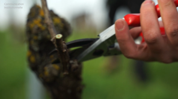 Rat des villes, rat des champs: La taille de la vigne