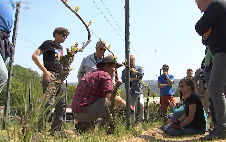 Rat des villes, rat des champs: Le vin en Province de Liège (3/4)