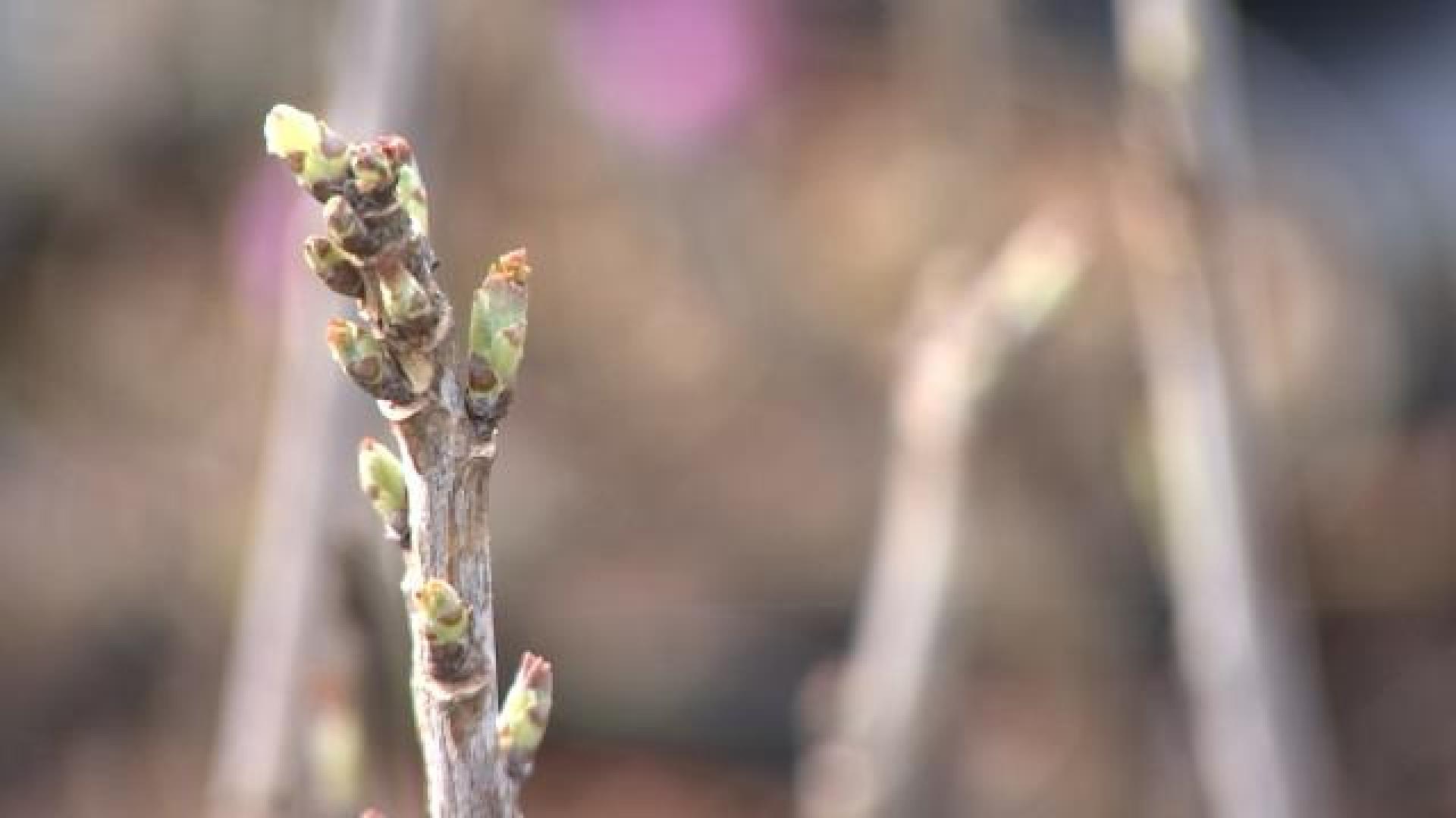 Si vous avez la main verte, il est temps de planter ! 