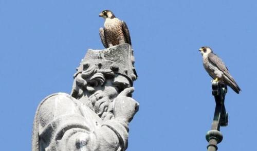 Bientôt deux bébés faucons pèlerins à la collégiale St-Martin 