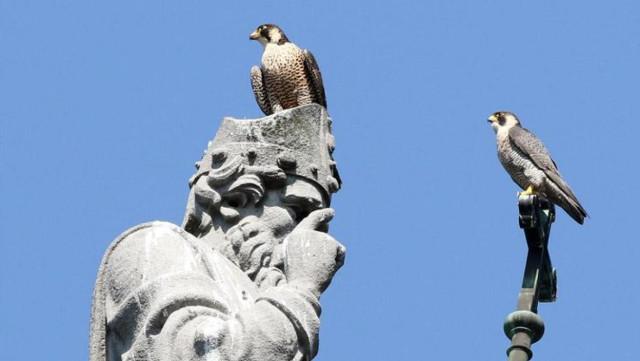 Bientôt deux bébés faucons pèlerins à la collégiale St-Martin 