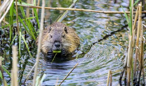 Chaudfontaine : cohabitation entre castors et arbres remarquables