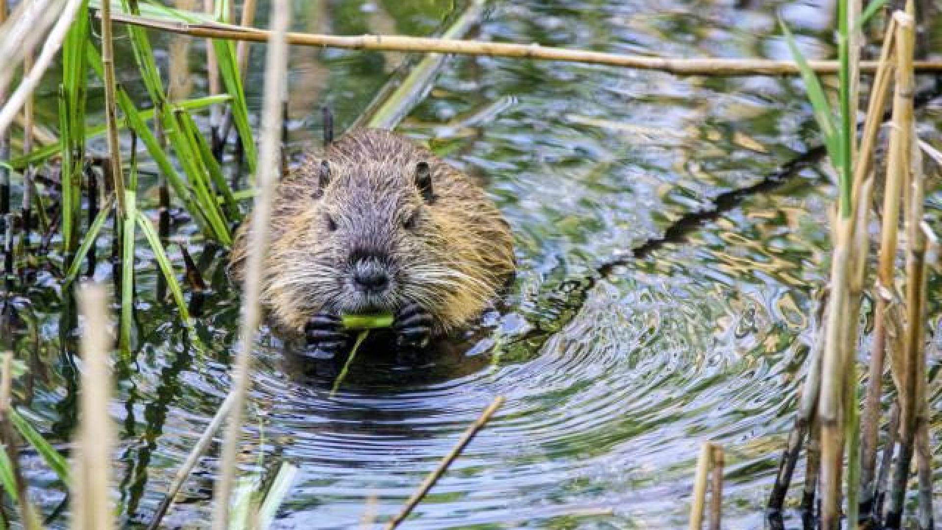 Chaudfontaine : cohabitation entre castors et arbres remarquables