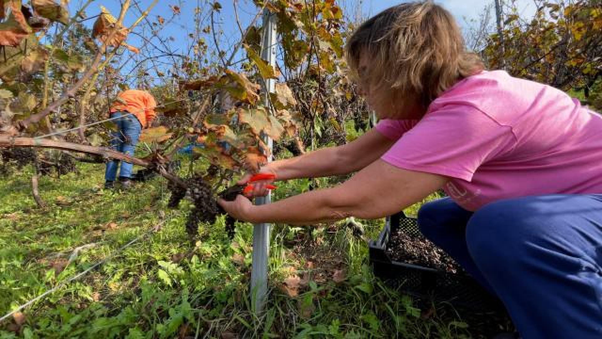 Vendanges limitées pour les coteaux urbains et bios de la Légia