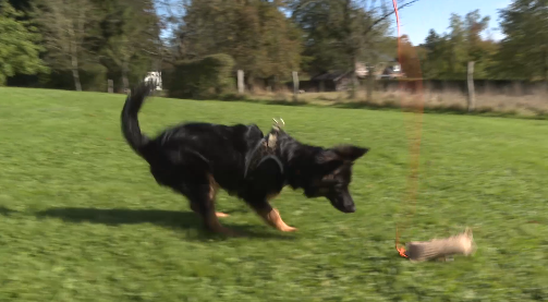 Trucs de Wouf: Les jouets.