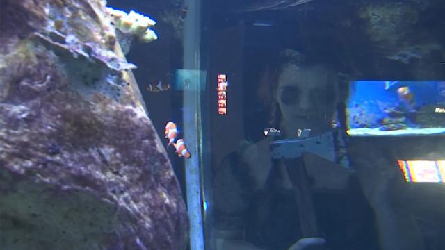 L'aquarium revêt son plus beau déguisement pour Halloween