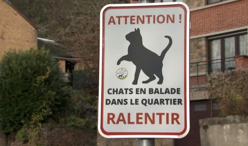 Ralentissez, des chats traversent la rue à Flémalle 