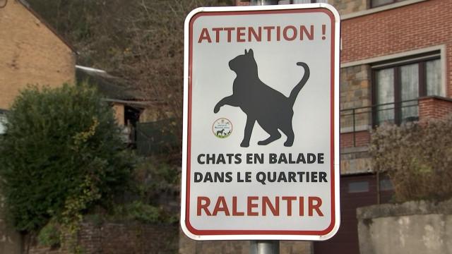 Ralentissez, des chats traversent la rue à Flémalle 