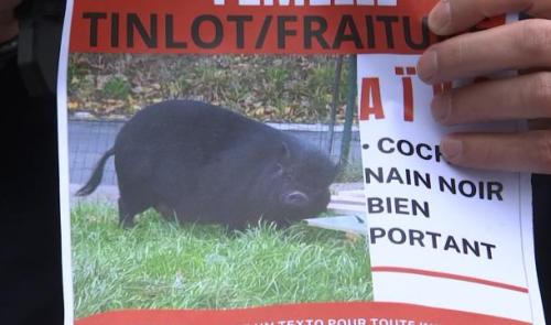 Qui aurait vu Aïko, le cochon disparu ?