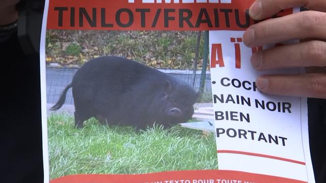 Qui aurait vu Aïko, le cochon disparu ?