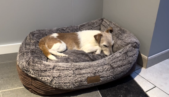 Trucs de Wouf: le panier du chien