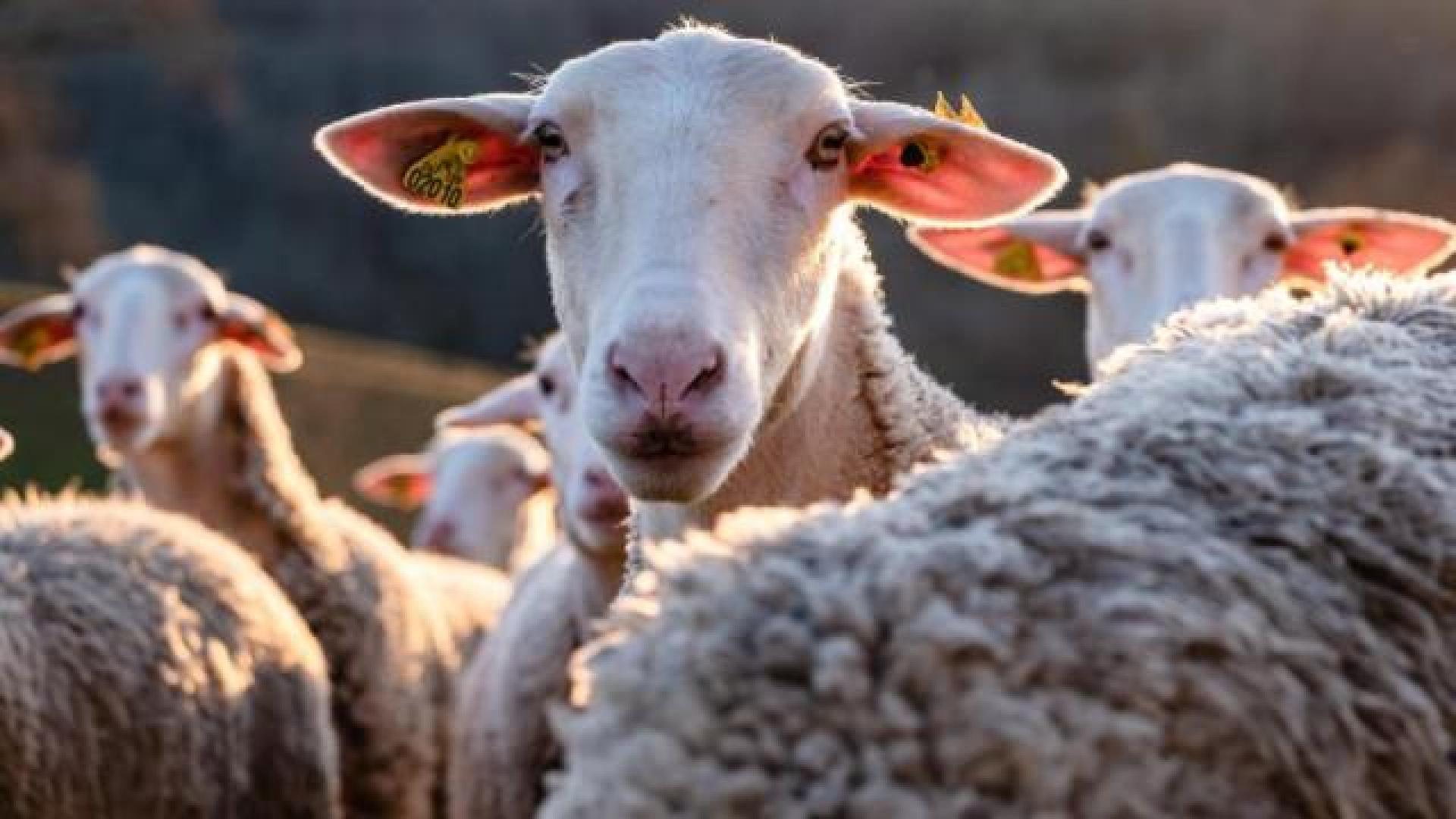 171 foyers de la maladie de la langue bleue en Province de Liège