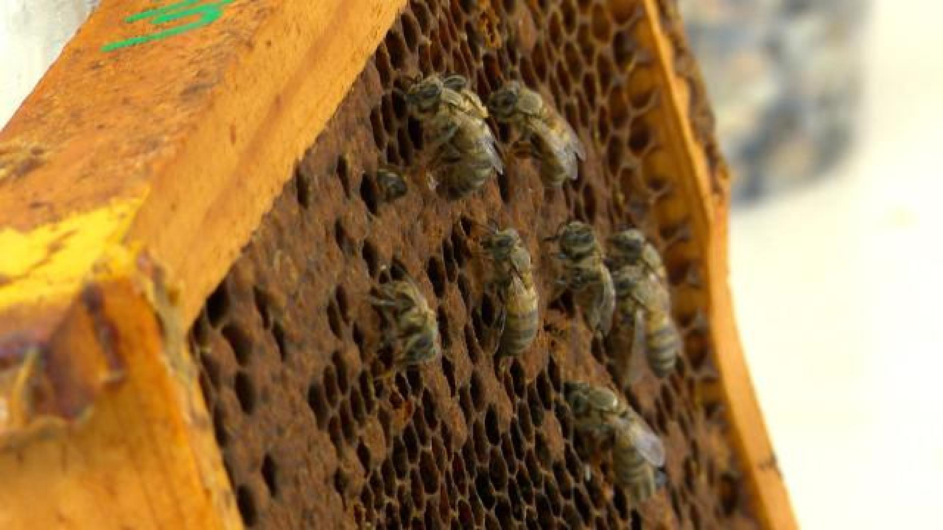 Des apiculteurs "traquent" la plus grande menace pour les abeilles