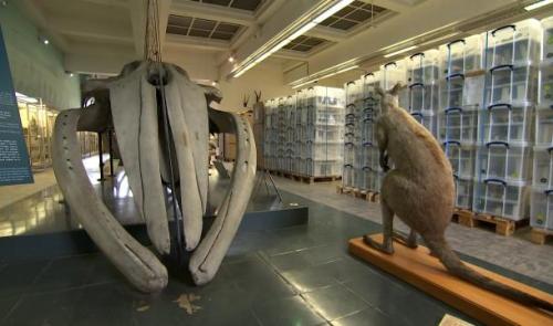 25 000 spécimens mis en boîte au Musée de Zoologie