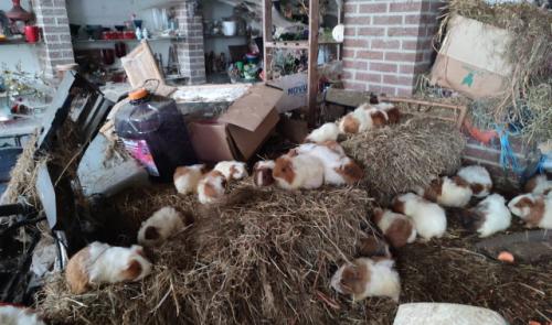 250 cochons d'Inde saisis à Waremme