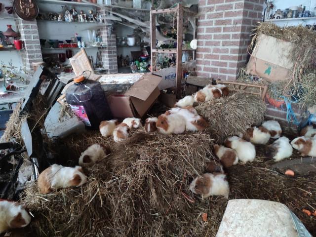 250 cochons d'Inde saisis à Waremme