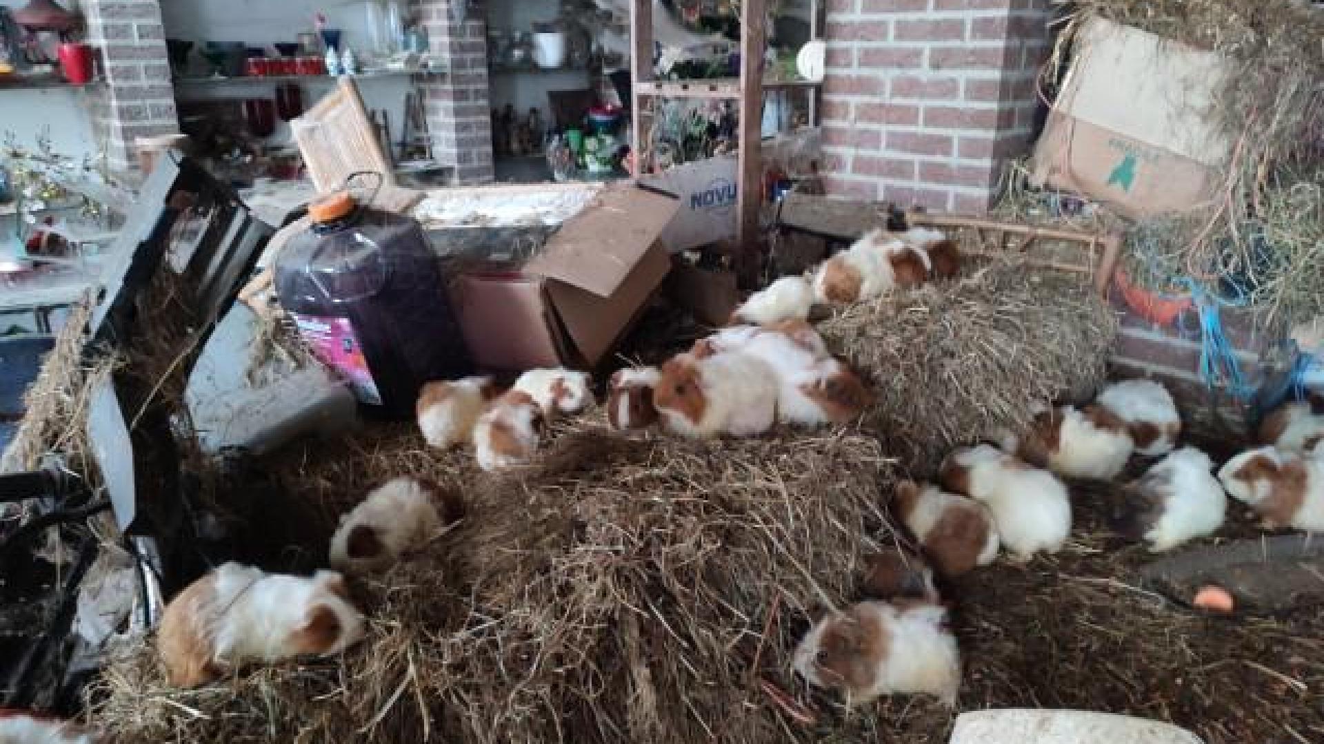 250 cochons d'Inde saisis à Waremme