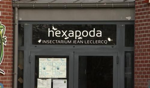 6 millions d'insectes rapatriés au musée Hexapoda de Waremme