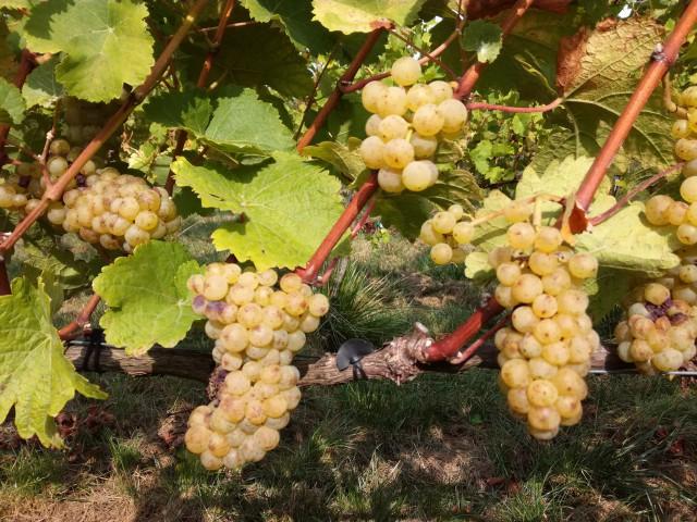 Record pour la production de vin en Belgique