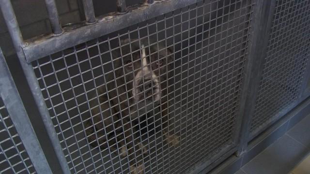 Le Noël des Animaux à la Société Royale Protectrice des Animaux