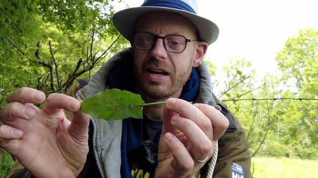 Des saveurs cachées aux bords de nos sentiers 