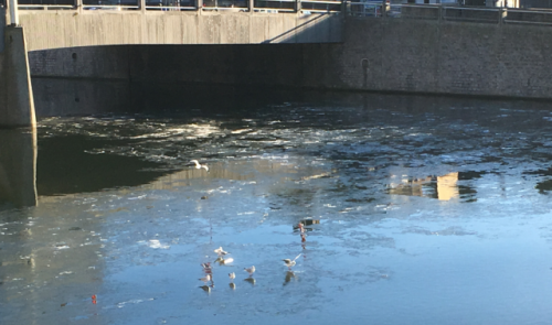 A Liège, les mouettes marchent sur l'eau