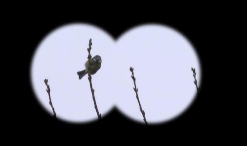 A vos jumelles : quels oiseaux voyez-vous dans vos jardins ?