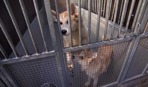 Abandons, animaux errants : La SRPA de Liège sature