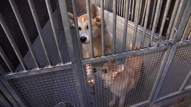 Abandons, animaux errants : La SRPA de Liège sature
