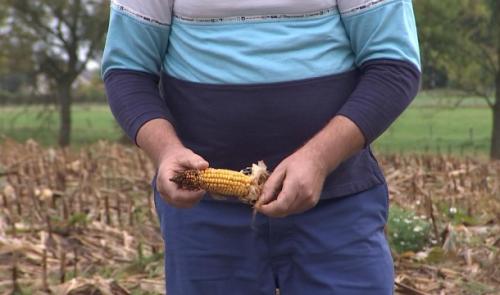Agriculteurs et  sangliers : cohabitation bien difficile 